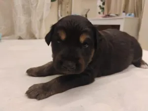 Cachorro raça SRD-ViraLata idade Abaixo de 2 meses nome Bolota