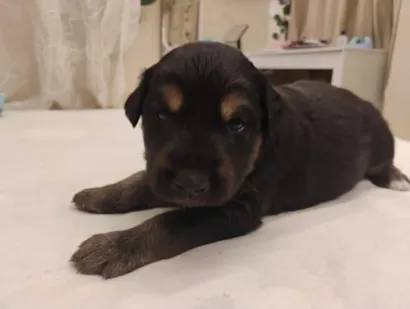 Cachorro raça SRD-ViraLata idade Abaixo de 2 meses nome Bolota