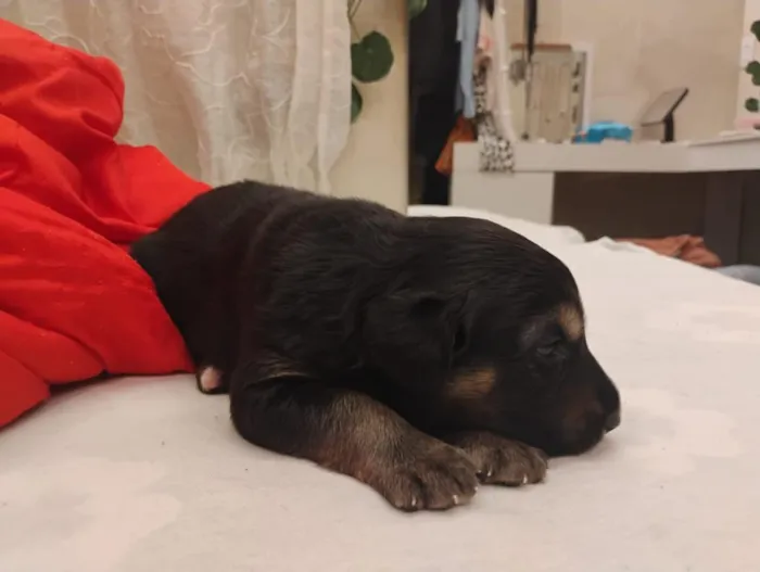 Cachorro raça SRD-ViraLata idade Abaixo de 2 meses nome Bolota