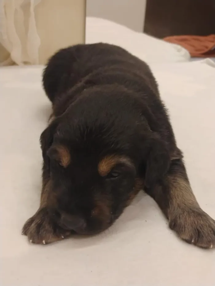 Cachorro raça SRD-ViraLata idade Abaixo de 2 meses nome Bolota