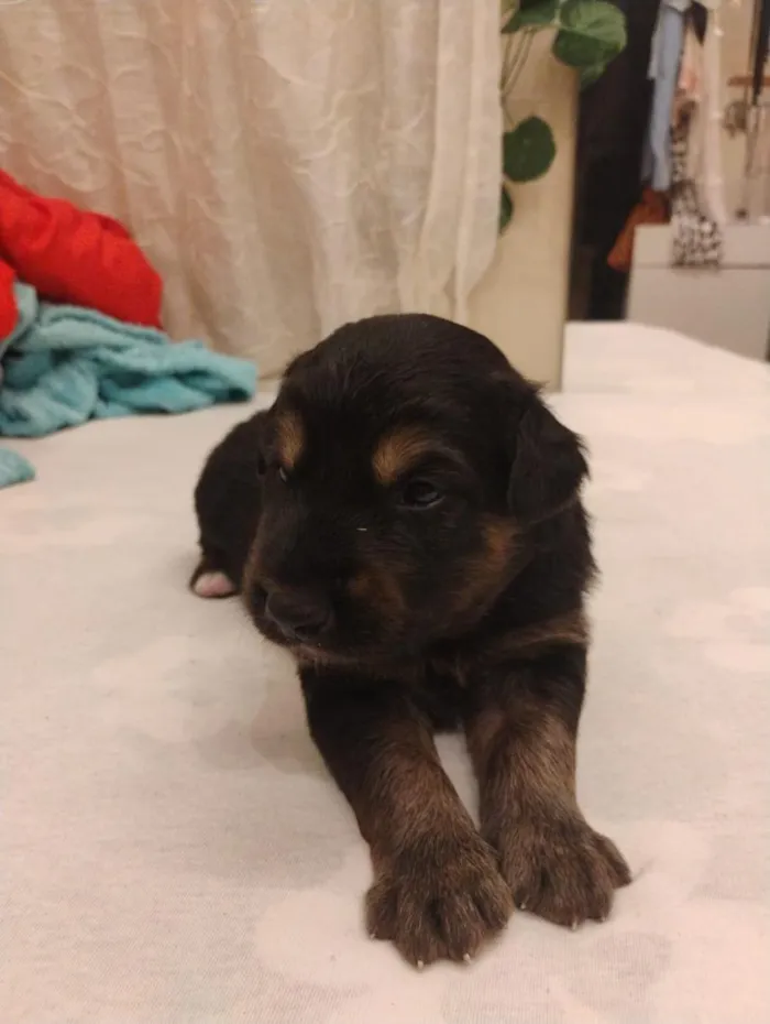 Cachorro raça SRD-ViraLata idade Abaixo de 2 meses nome Bolota