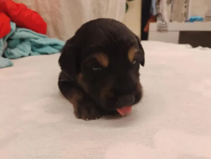Cachorro raça SRD-ViraLata idade Abaixo de 2 meses nome Bolota