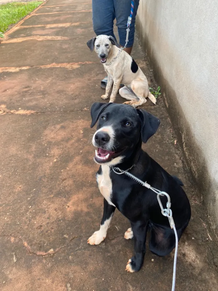 Cachorro raça SRD-ViraLata idade 2 a 6 meses nome Negão e Pitoca