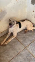 Negão e Pitoca
