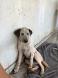 Negão e Pitoca