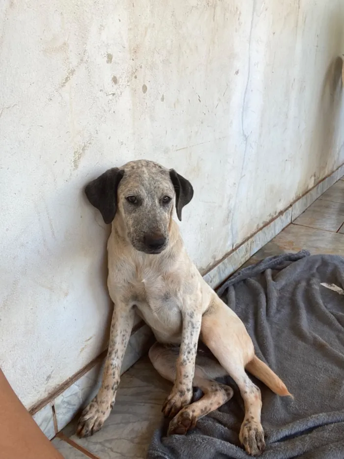 Cachorro raça SRD-ViraLata idade 2 a 6 meses nome Negão e Pitoca