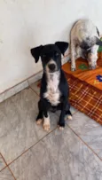 Negão e Pitoca