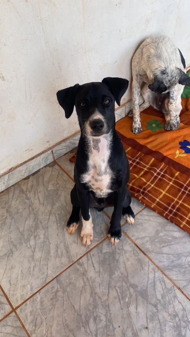 Cachorro raça SRD-ViraLata idade 2 a 6 meses nome Negão e Pitoca