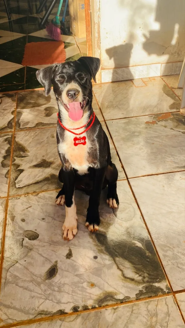 Cachorro raça SRD-ViraLata idade 2 a 6 meses nome Negão e Pitoca