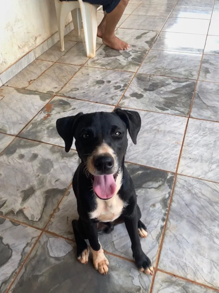 Cachorro raça SRD-ViraLata idade 2 a 6 meses nome Negão e Pitoca