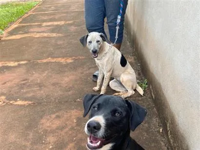Cachorro raça SRD-ViraLata idade 2 a 6 meses nome Negão e Pitoca
