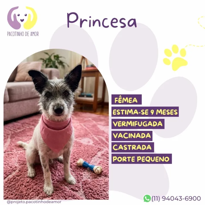 Cachorro raça SRD-ViraLata idade 2 a 6 meses nome Princesa