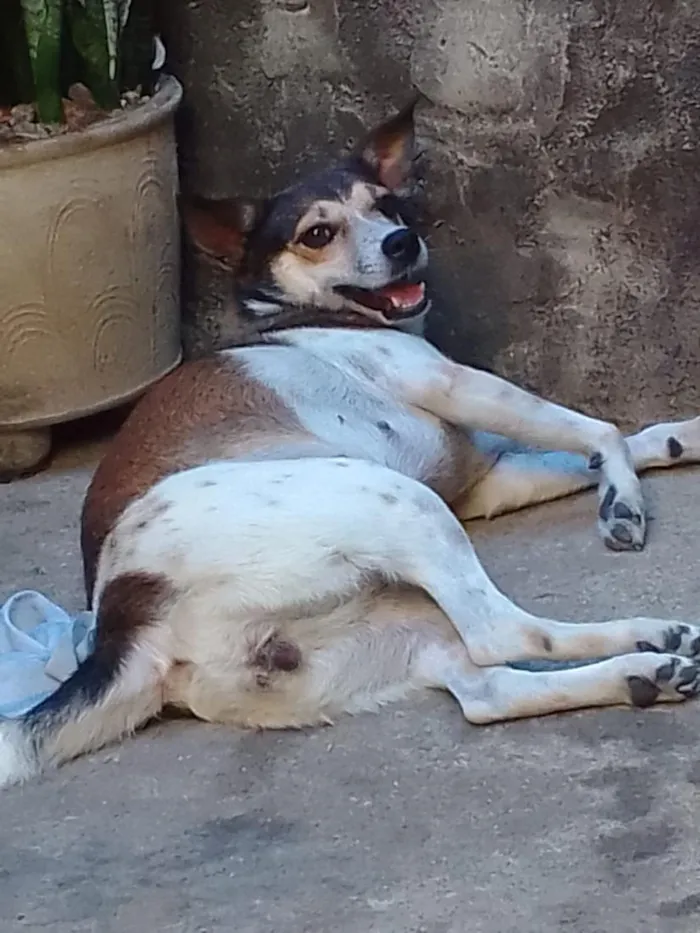 Cachorro raça SRD-ViraLata idade 3 anos nome Vaquinha e Anny