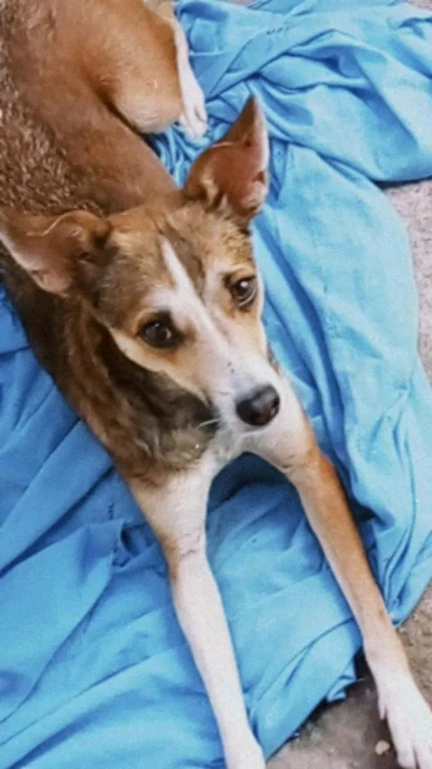 Cachorro raça SRD-ViraLata idade 3 anos nome Vaquinha e Anny