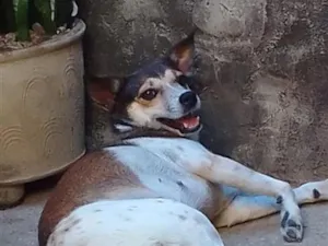 Cachorro raça SRD-ViraLata idade 3 anos nome Vaquinha e Anny