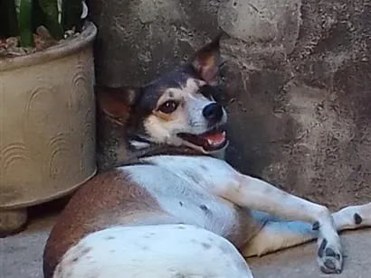 Cachorro raça SRD-ViraLata idade 3 anos nome Vaquinha e Anny