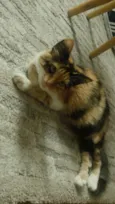 Nala