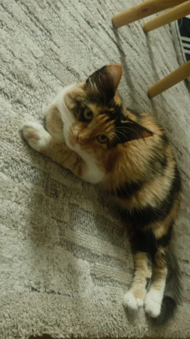 Gato raça SRD-ViraLata idade 7 a 11 meses nome Nala