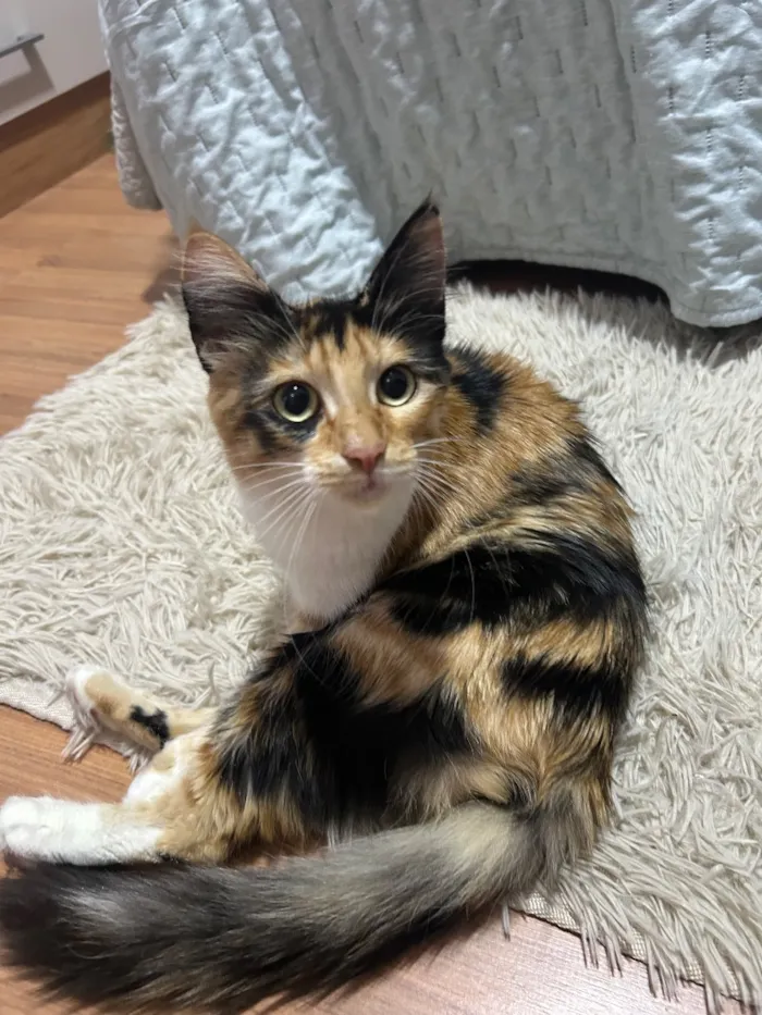 Gato raça SRD-ViraLata idade 7 a 11 meses nome Nala