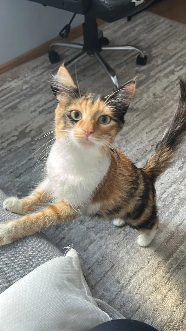 Gato raça SRD-ViraLata idade 7 a 11 meses nome Nala