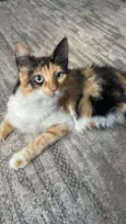 Nala