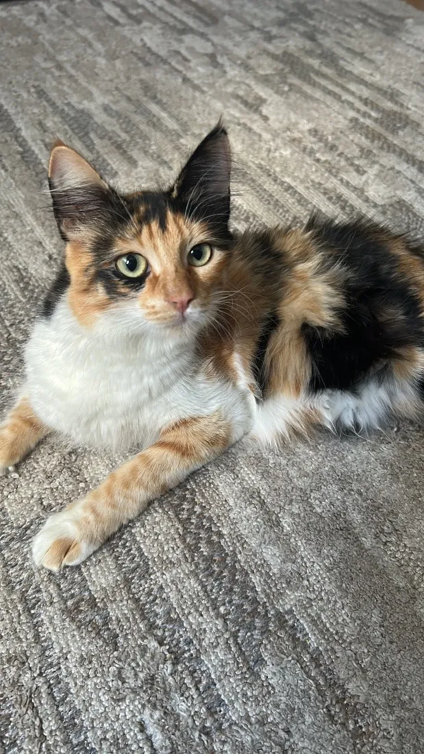 Gato raça SRD-ViraLata idade 7 a 11 meses nome Nala