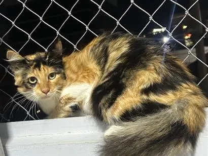 Gato raça SRD-ViraLata idade 7 a 11 meses nome Nala