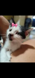 maya