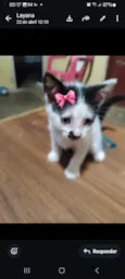 maya