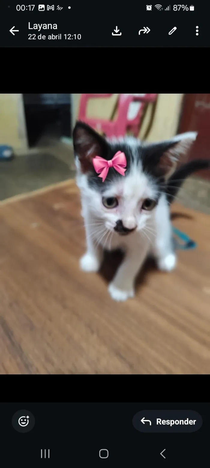 Gato raça SRD-ViraLata idade 2 a 6 meses nome maya
