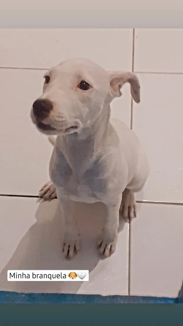 Cachorro raça SRD-ViraLata idade 4 anos nome Pérola