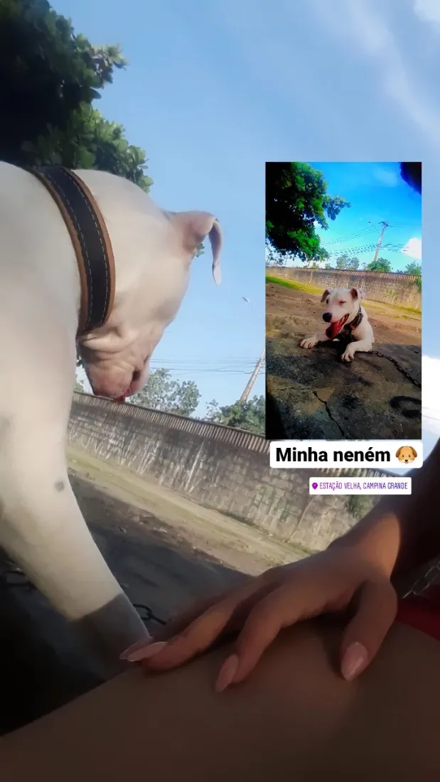 Cachorro raça SRD-ViraLata idade 4 anos nome Pérola
