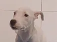 Pérola