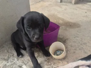 Cachorro raça SRD-ViraLata idade Abaixo de 2 meses nome WILSON VIEIRA GOMES