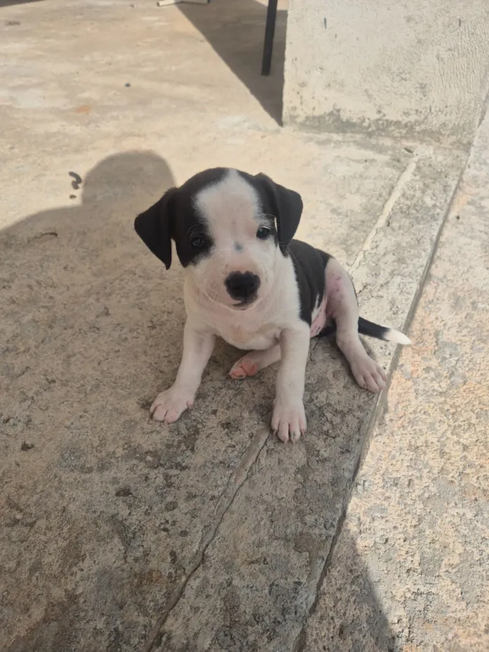 Cachorro raça SRD-ViraLata idade Abaixo de 2 meses nome WILSON VIEIRA GOMES