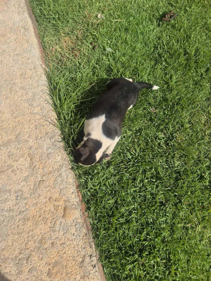 Cachorro raça SRD-ViraLata idade Abaixo de 2 meses nome WILSON VIEIRA GOMES