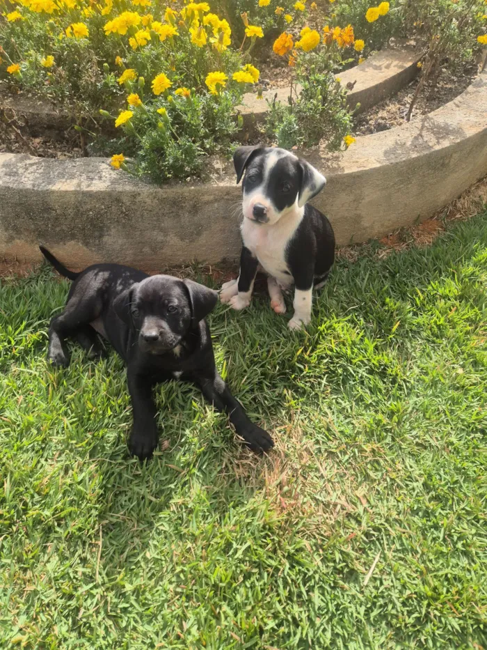 Cachorro raça SRD-ViraLata idade Abaixo de 2 meses nome WILSON VIEIRA GOMES