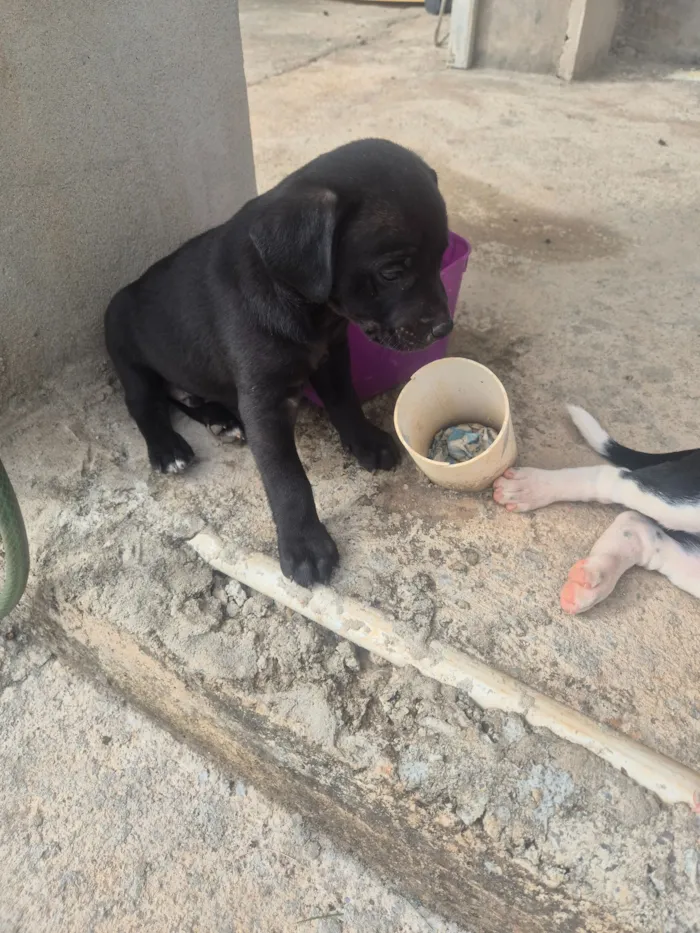 Cachorro raça SRD-ViraLata idade Abaixo de 2 meses nome WILSON VIEIRA GOMES