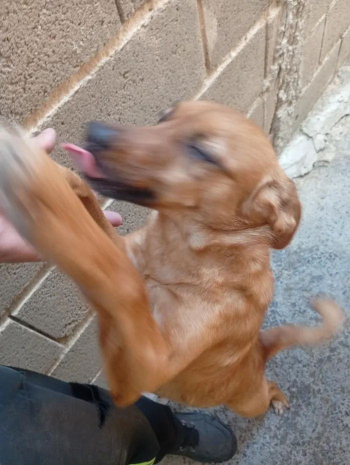 Cachorro raça SRD-ViraLata idade 5 anos nome duda