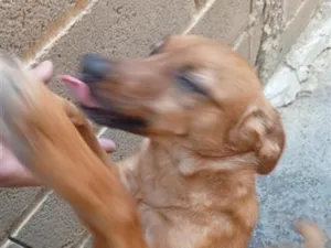 Cachorro raça SRD-ViraLata idade 5 anos nome duda