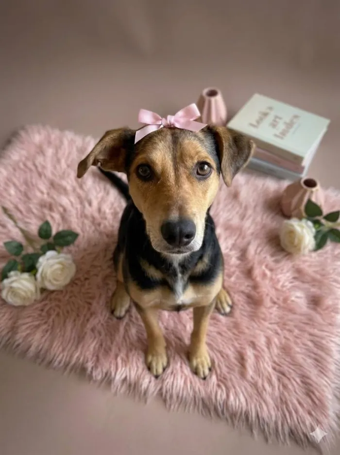 Cachorro raça SRD-ViraLata idade 2 a 6 meses nome Resgatada