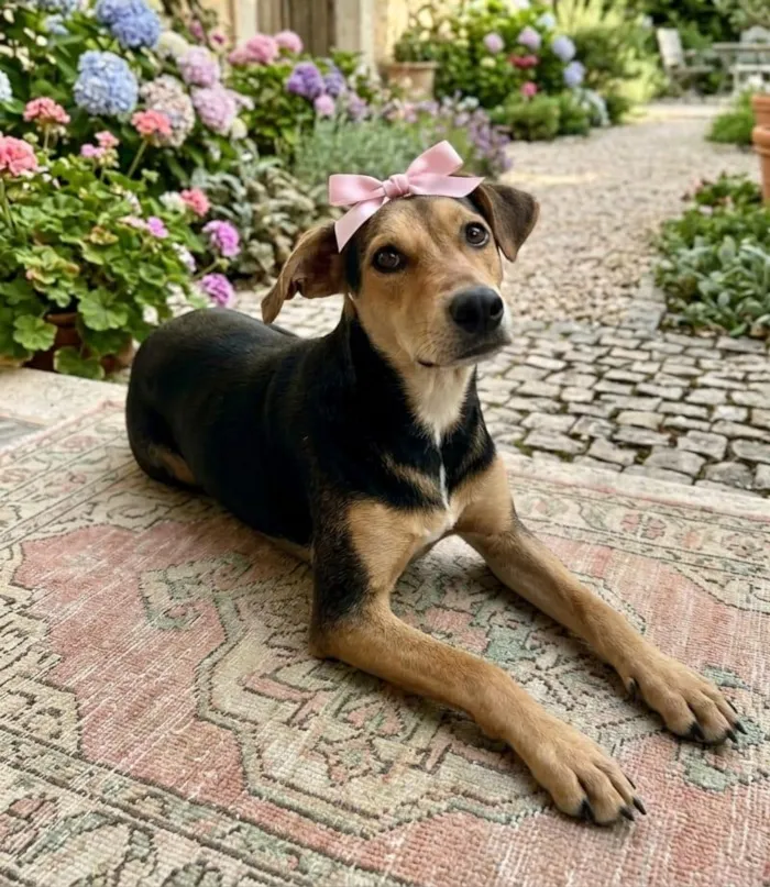Cachorro raça SRD-ViraLata idade 2 a 6 meses nome Resgatada