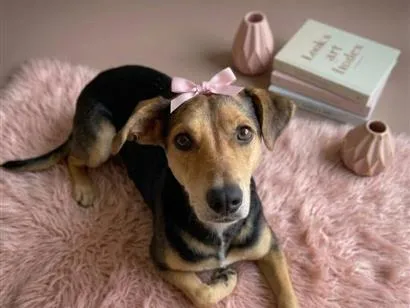 Cachorro raça SRD-ViraLata idade 2 a 6 meses nome Resgatada