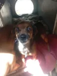 mel