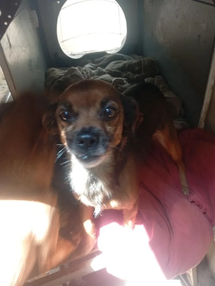 Cachorro raça SRD-ViraLata idade 6 ou mais anos nome mel