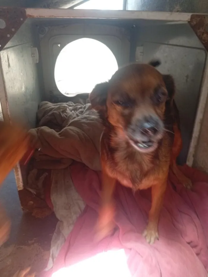 Cachorro raça SRD-ViraLata idade 6 ou mais anos nome mel
