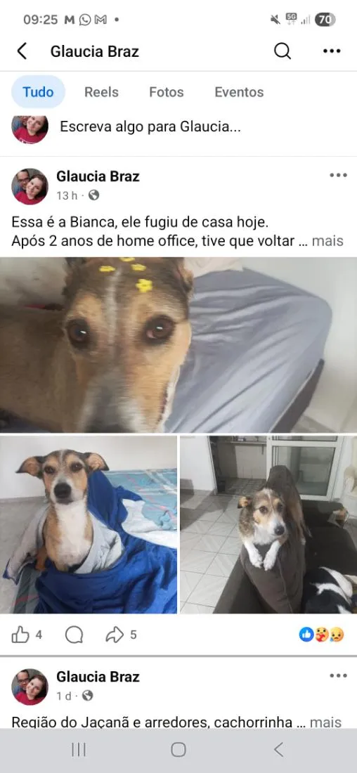Cachorro raça SRD-ViraLata idade 5 anos nome Bianca