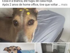 Cachorro raça SRD-ViraLata idade 5 anos nome Bianca