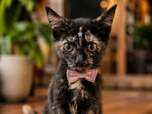 Gato raça SRD-ViraLata idade 2 a 6 meses nome Cacau