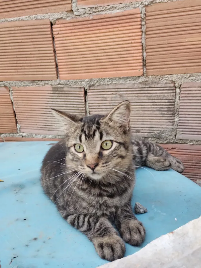 Gato raça SRD-ViraLata idade 2 a 6 meses nome Michel